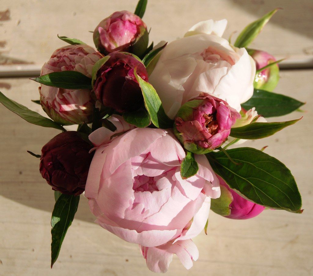 Peony Romance